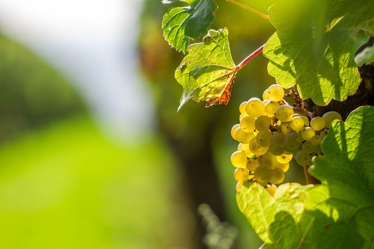Vineyard, grapes