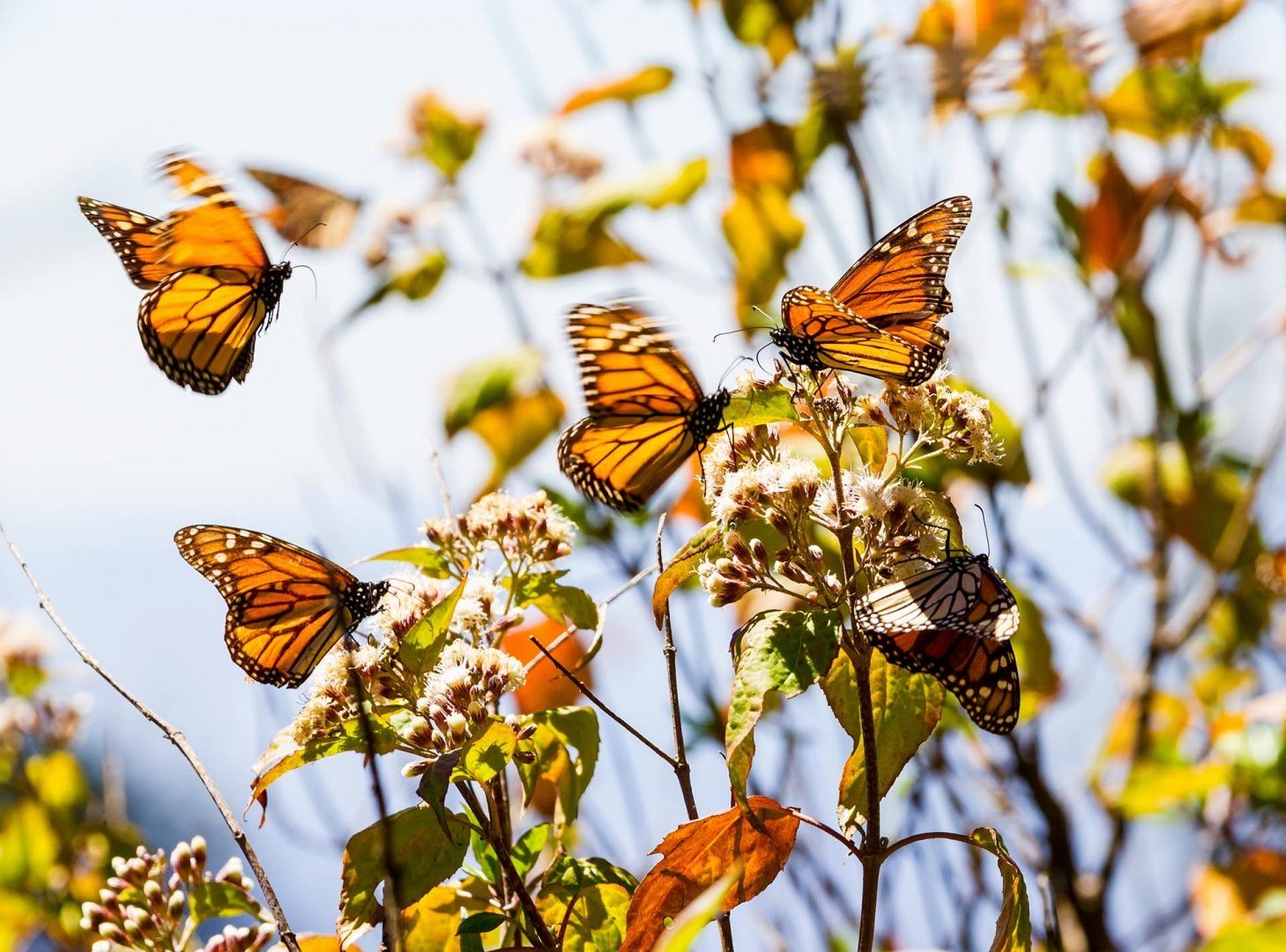 monarch-butterfly-shutterstock_541884034
