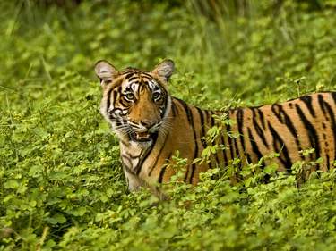 India's Monuments and Tigers